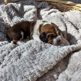 Wilson - Brown and white male Basset Hound puppy in Big Rapids, Michigan from Basket Hound Bassets