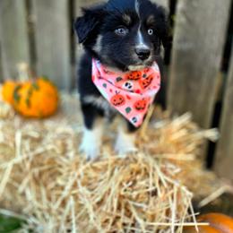 Vesper - Black tri-color female Australian Shepherd puppy in Salem, Oregon from Steady Aim Aussies