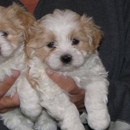 Havanese from Mia Bella Havanese