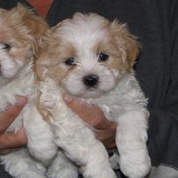 Havanese from Mia Bella Havanese