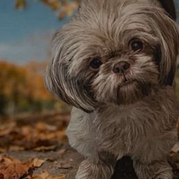 Remi Grace - Shih Tzu