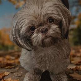 Remi Grace - Shih Tzu