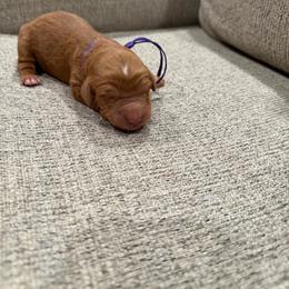 Purple - Red  female Goldendoodle puppy in Bakersfield, California from Lavish Doodles