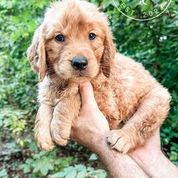 Waylon - red - Dark golden male Golden Retriever puppy in Greeneville, Tennessee from Cultivate Farm