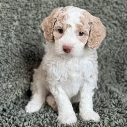 Koa - Blenheim male Cavapoo puppy in Floyd, Virginia from Hearts and Paws Poodles and Doodles