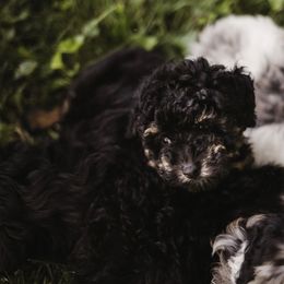 Aussiedoodle Puppies from Olive Tree Mini Aussiedoodles