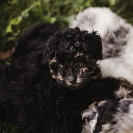 Aussiedoodle Puppies from Olive Tree Mini Aussiedoodles