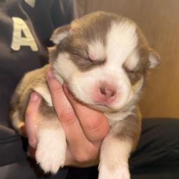 Miata - Chocolate female Pomsky puppy in Greenfield, Minnesota from SRF Pomskies