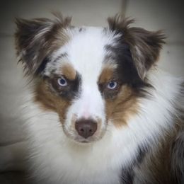 Haven - Miniature Australian Shepherd