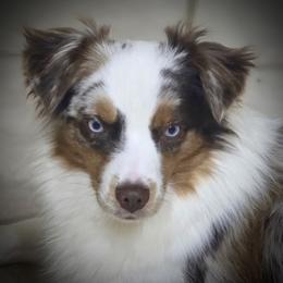 Haven - Miniature Australian Shepherd