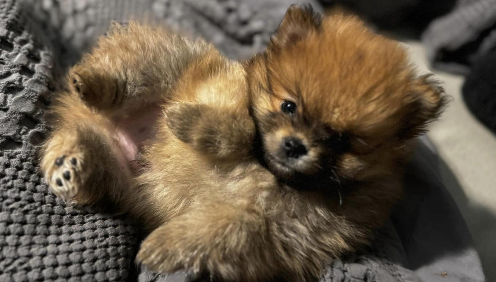 Brandi’s Pomeranian Pups in Michigan | Pomeranian puppies | Good Dog