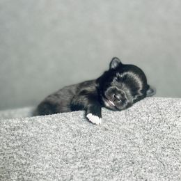 Pomeranian Puppies from Merle Paws Pomeranians