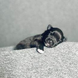 Pomeranian Puppies from Merle Paws Pomeranians