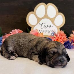 Nemo - Cream male Dachshund puppy in Dothan, Alabama from Little House Pups