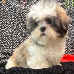 Royal - Brindle and white male Shih Tzu puppy in North Port, Florida from MarQue Shih Tzus