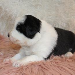 Border Collie Puppies from Team Reeves Ranch