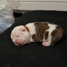 Brown - Fawn brindle and white male Bulldog puppy in Krum, Texas from K & K Little Blessings