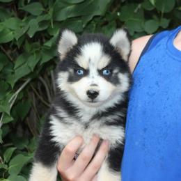 Pomsky Puppies from Mischa Nelson