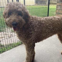 Lady - Goldendoodle