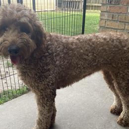 Lady - Goldendoodle