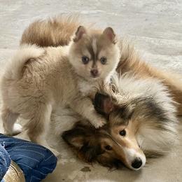 Pomsky and Toy Shetland Sheepdog Puppies from Lone Star Sheltie