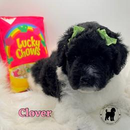 Clover - Parti female Goldendoodle puppy in Ponchatoula, Louisiana from Real Life Furrytales