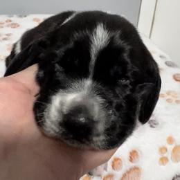 Pink collar - Black and white female Basset Hound puppy in Huntsville, Texas from Lil Bratz Bassets