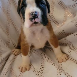 Girl 1 - Fawn female Boxer puppy in Cheney, Washington from Royal Dream Boxers