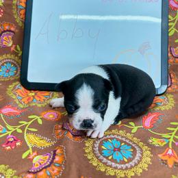 Abby - Black and white female Boston Terrier puppy in Fillmore, Illinois from Wind Hill Puppies