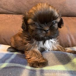 Shih Tzu Puppies from Willow Lane Shih Tzus