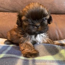 Shih Tzu Puppies from Willow Lane Shih Tzus