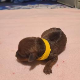 Yellow - Stag red male Miniature Pinscher puppy in Phelan, California from Desert Rose Kennel