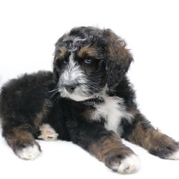 Bernedoodle, Bordoodle, and Poodle Puppies from Pacific Northwest Doodles