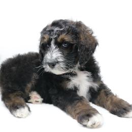 Bernedoodle, Bordoodle, and Poodle Puppies from Pacific Northwest Doodles