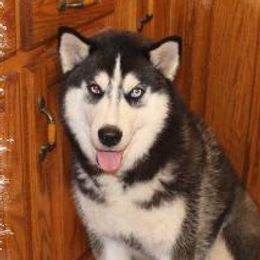 Siberian Huskies from Heavenly Huskies