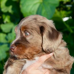 Fleur - female Golden Mountain Doodle puppy in Murray, Utah from Good Looking Dogs