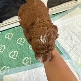 Leo - Chocolate and tan male Shih Tzu puppy in Lawrenceville, Georgia from Private Home