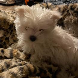 Chi - White male Morkie puppy in Taylorsville, North Carolina from Mountain Top Hot Tailz