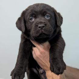 Aspen - Chocolate male Labrador Retriever puppy in Lithonia, Georgia from Marmolejos Labs