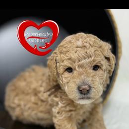 Conrad - Apricot male Goldendoodle puppy in Yerington, Nevada from GoldenHearted Doodles