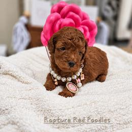 Pecan - Red  female Poodle puppy in Midway City, California from Rapture Red Poodles