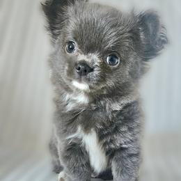 AKC Fluffy Blue  boy - Blue and white male Chihuahua puppy in Brooklyn, New York from Nadezhda's Chihuahuas
