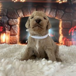 Girl 2 - Apricot female Goldendoodle puppy in San Diego, California from Southside Doodles