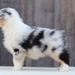 American Staffordshire Terriers and Australian Shepherds from Ohana Amstaffs and Aussies