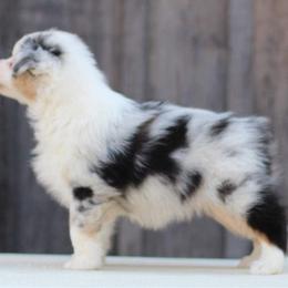American Staffordshire Terriers and Australian Shepherds from Ohana Amstaffs and Aussies