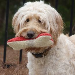 Goldendoodles from Suwanee Goldendoodles