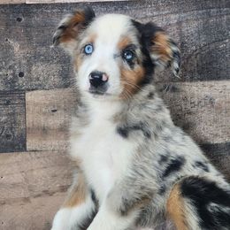 Sirius - Blue merle male Miniature Australian Shepherd puppy in Killen, Alabama from Wilkers Wholehearted Mini Aussies