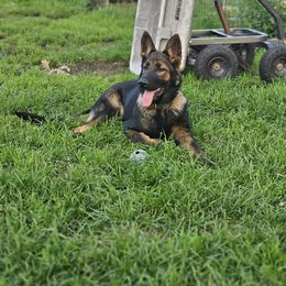 German Shepherd Puppies from Von Thomson Haus