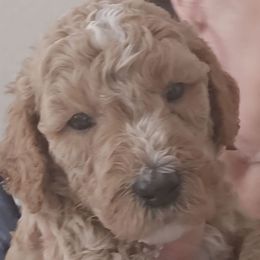 Black Collar Male - Apricot male Goldendoodle puppy in Robstown, Texas from Sagebrush Labradors and Doodles