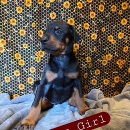 Maroon Girl - Black and rust female Doberman Pinscher puppy in Knox, Indiana from Double River Dobermans